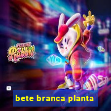 bete branca planta